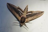 Sphinx ligustri