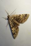 Idia calvaria