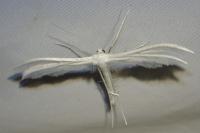 Pterophorus pentadactylus
