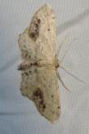 Idaea dimidiata