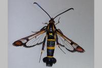 Synanthedon conopiformis