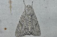 Acronicta aceris