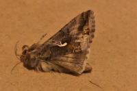 Autographa gamma