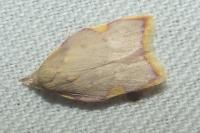 Carcina quercana
