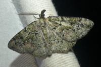 Cleorodes lichenaria