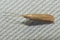 Coleophora flavipennella