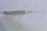 Coleophora