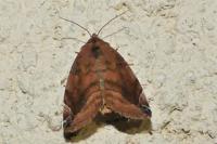 Cosmia pyralina