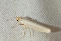 Eilema caniola