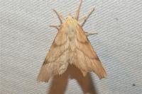 Ennomos erosaria