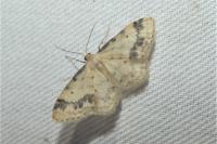 Idaea trigeminata