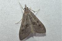 Mecyna asinalis