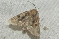 Oligia latruncula/strigilis/versicolor