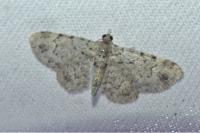 Pasiphila rectangulata