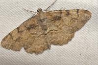 Alcis repandata