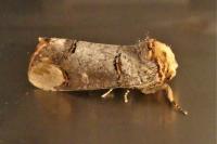 Phalera bucephala