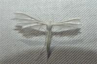 Pterophorus pentadactylus
