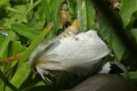 Sphrageidus similis