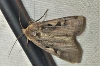 Xestia c-nigrum
