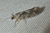 Zeiraphera isertana