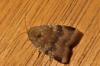 Noctua janthe/janthina