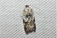 Acleris variegana