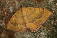 Camptogramma bilineata