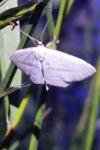 Scopula emutaria