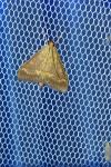 Ostrinia nubilalis/scapulalis