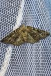 Cleorodes lichenaria
