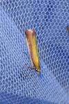 Oncocera semirubella