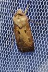 Agrotis exclamationis