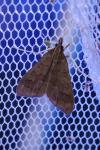 Mecyna asinalis