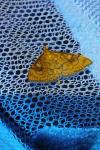 Anania verbascalis