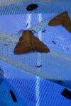 Malacosoma neustria