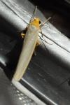 Eilema caniola