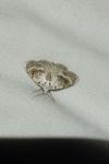 Meganola albula