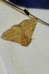 Malacosoma neustria
