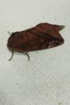 Cosmia pyralina