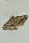 Chiasmia aestimaria