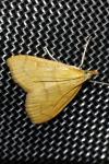 Anania crocealis