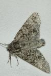 Acronicta megacephala