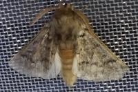 Thaumetopoea pityocampa