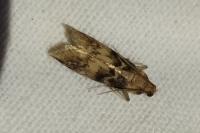 Euzophera pinguis