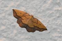 Epione repandaria