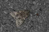 Acronicta megacephala