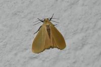 Wittia sororcula