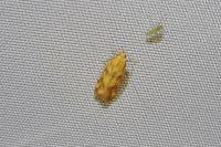 Mirificarma flavella