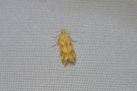 Mirificarma flavella