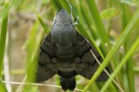 Macroglossum stellatarum